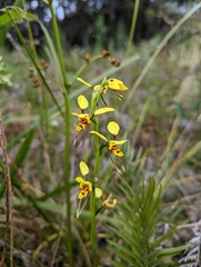Diuris sulphurea