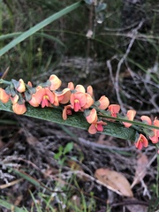 Sphaerolobium grandiflorum