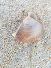 Mactra stultorum