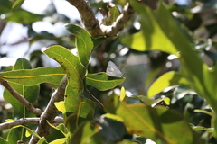 Eirmocides absimilis