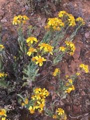 Senecio magnificus