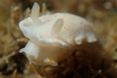 Goniobranchus epicurius