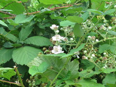 Rubus bifrons