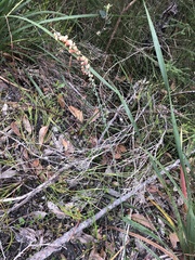 Sphaerolobium grandiflorum