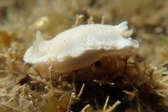 Goniobranchus epicurius
