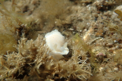 Goniobranchus epicurius