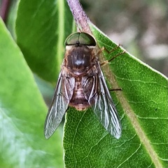 Scaptia