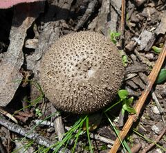 Lycoperdaceae