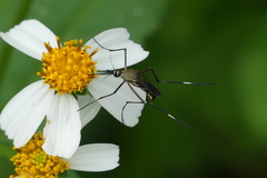 Toxorhynchites gravelyi