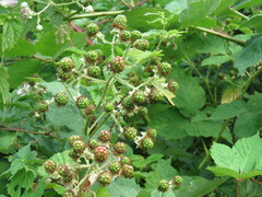 Rubus bifrons