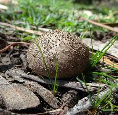 Lycoperdaceae