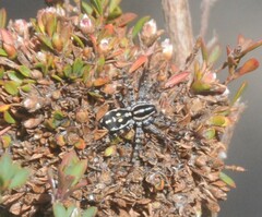 Nyssus coloripes
