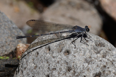 Argia lugens