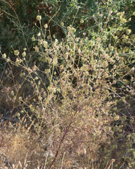 Cordylanthus rigidus setigerus