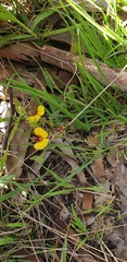 Bossiaea prostrata