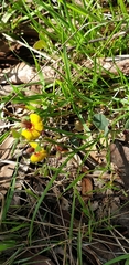 Bossiaea prostrata