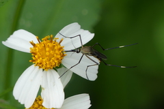 Toxorhynchites gravelyi