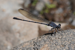Argia lugens