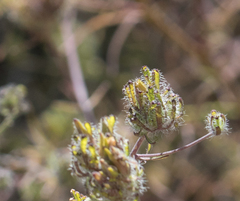 Cordylanthus rigidus setigerus