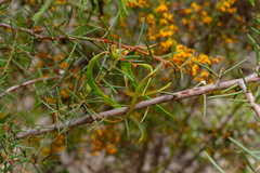 Acacia genistifolia