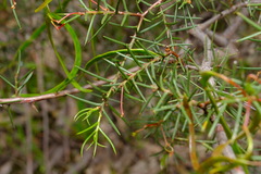 Acacia genistifolia