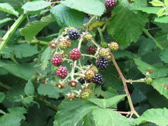 Rubus bifrons