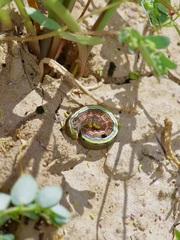 Spodoptera ornithogalli