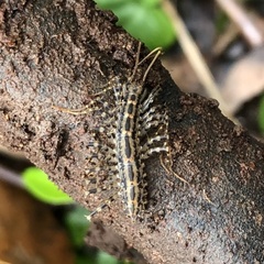 Allothereua maculata