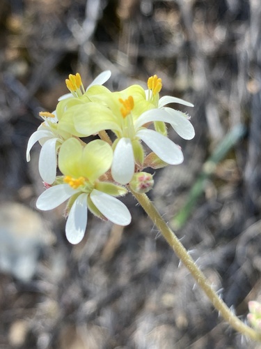 Pelargonium ochroleucum, photograph 6