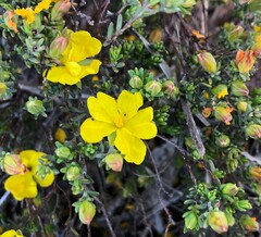 Hibbertia devitata