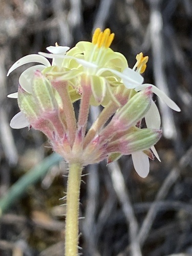 Pelargonium ochroleucum, photograph 5