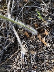 Pelargonium ochroleucum
