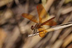 Perithemis domitia