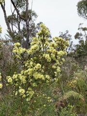 Myrtoideae