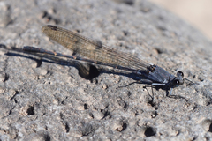 Argia lugens