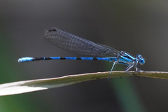 Argia tarascana