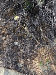 Pelargonium ochroleucum