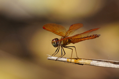 Perithemis domitia