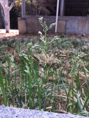 Anthoxanthum glabrum