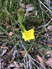 Hibbertia cunninghamii
