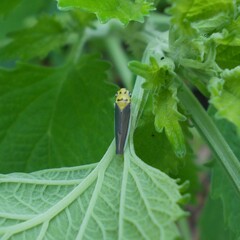 Ishidaella albomarginata