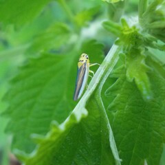Ishidaella albomarginata