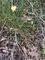 Hibbertia cunninghamii