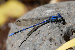 Argia tarascana