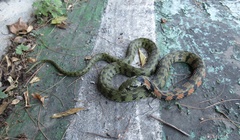 Rhabdophis tigrinus