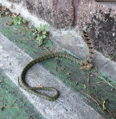 Rhabdophis tigrinus