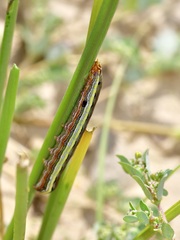 Spodoptera ornithogalli
