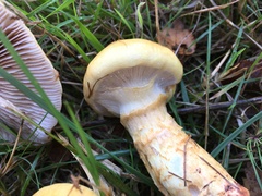Cortinarius triumphans