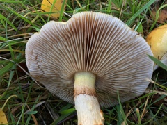 Cortinarius triumphans