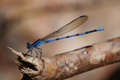 Argia tarascana